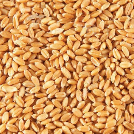 wheat